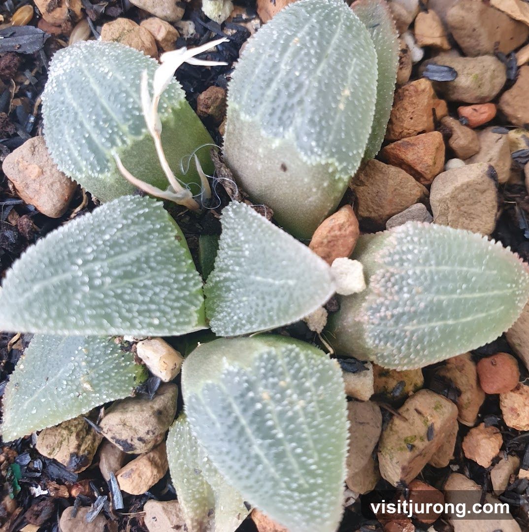 Succulent Plant