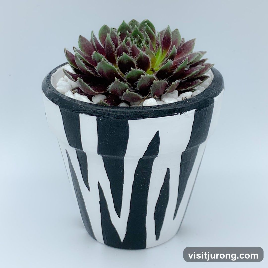 Succulent in a Zebra-Patterned Pot