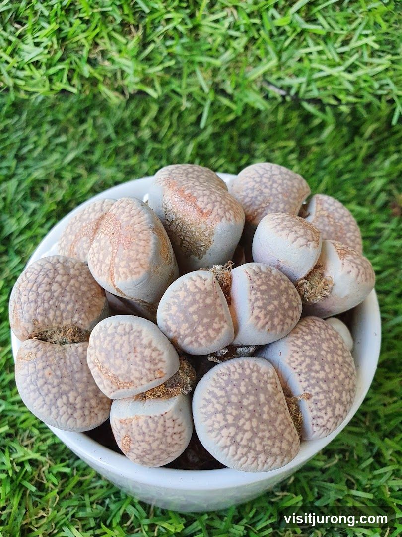 Lithops plants in a white pot