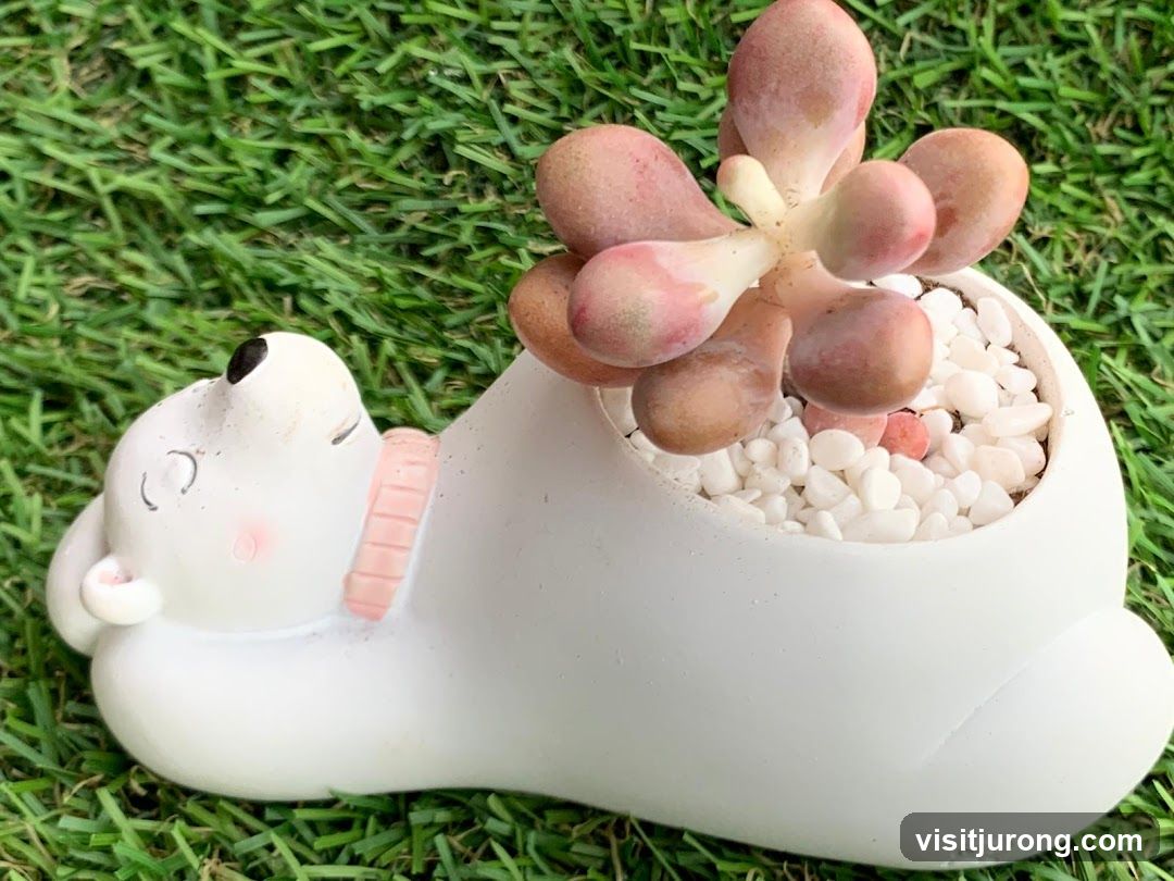 Succulent in a Bear-Shaped Planter