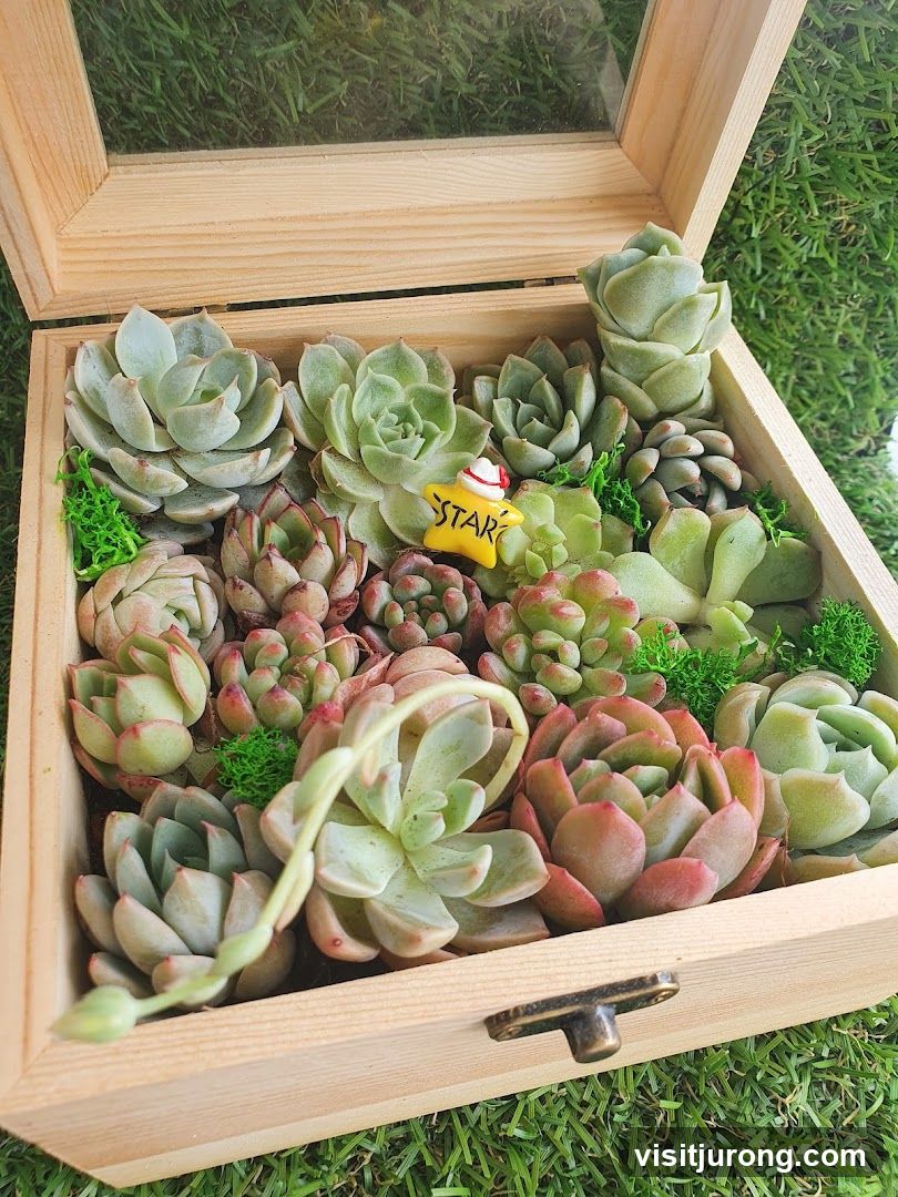 Succulent Arrangement in Wooden Box