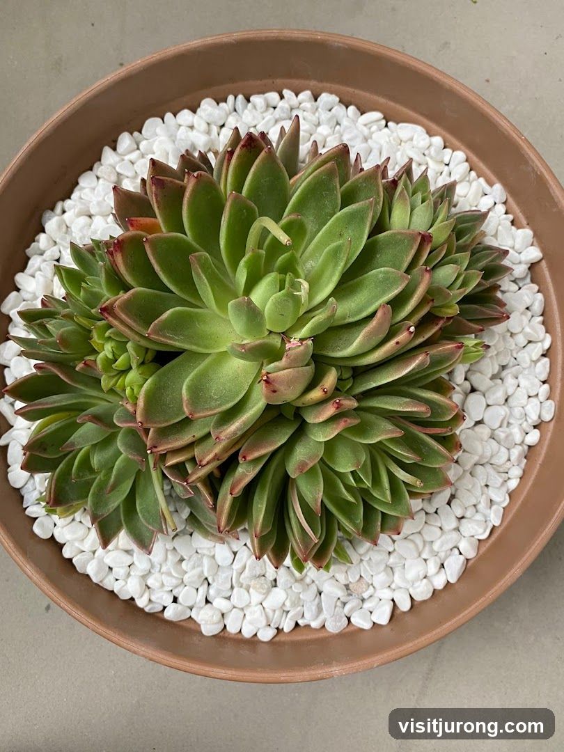 Succulent Plant in Pot