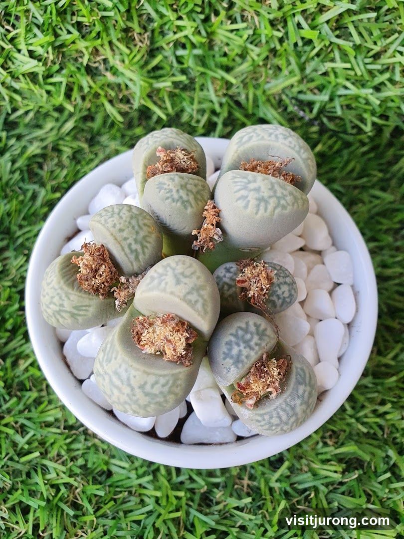 Lithops Plant