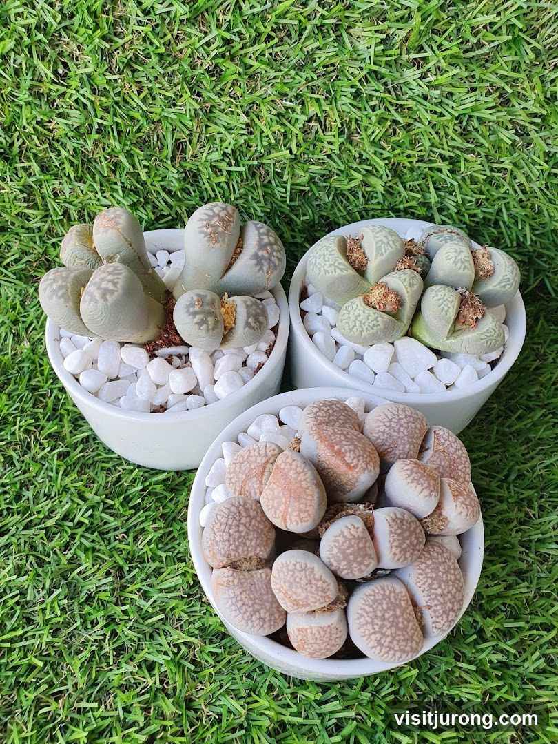 Lithops Plants
