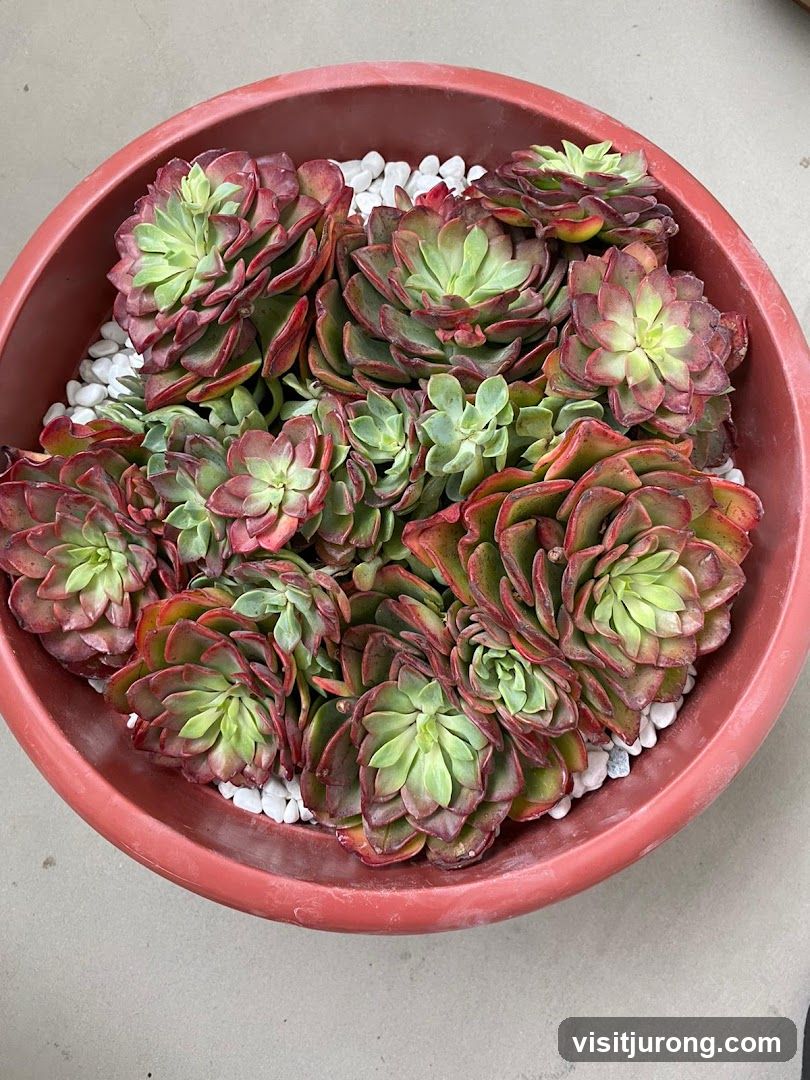 Succulent Arrangement