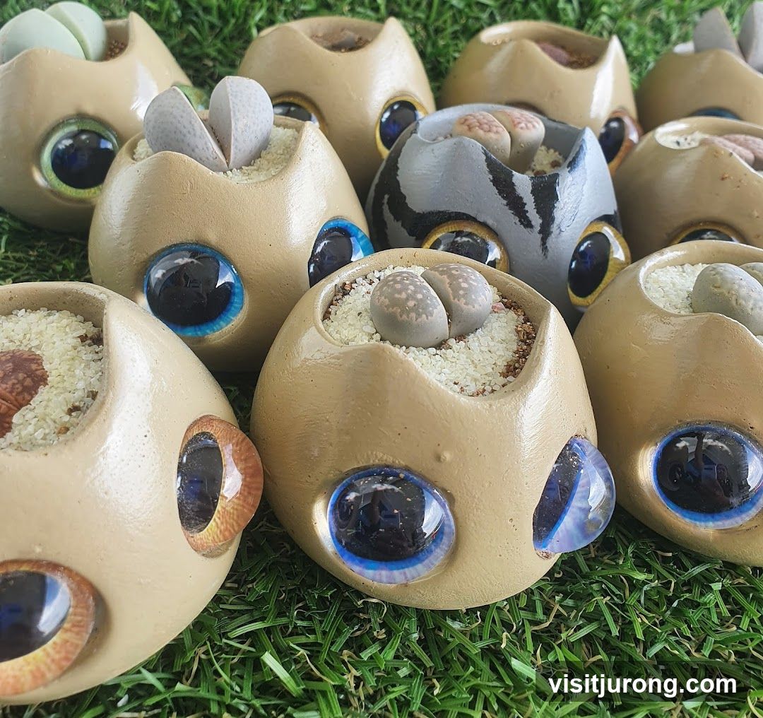 Succulent Planters