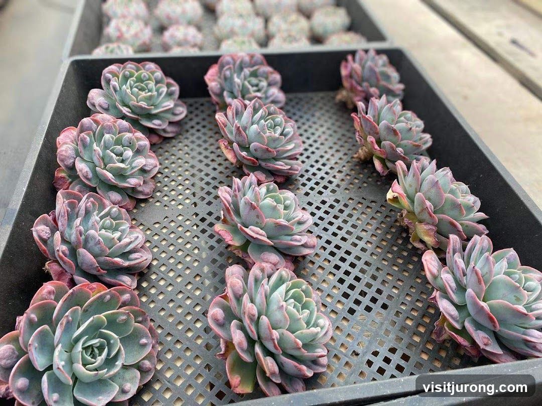 Succulents in Trays