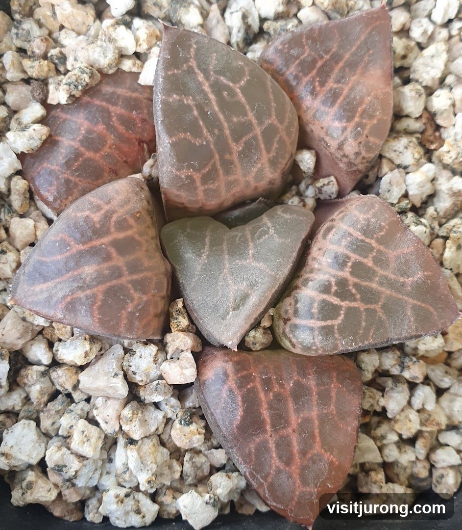 Succulent Plant