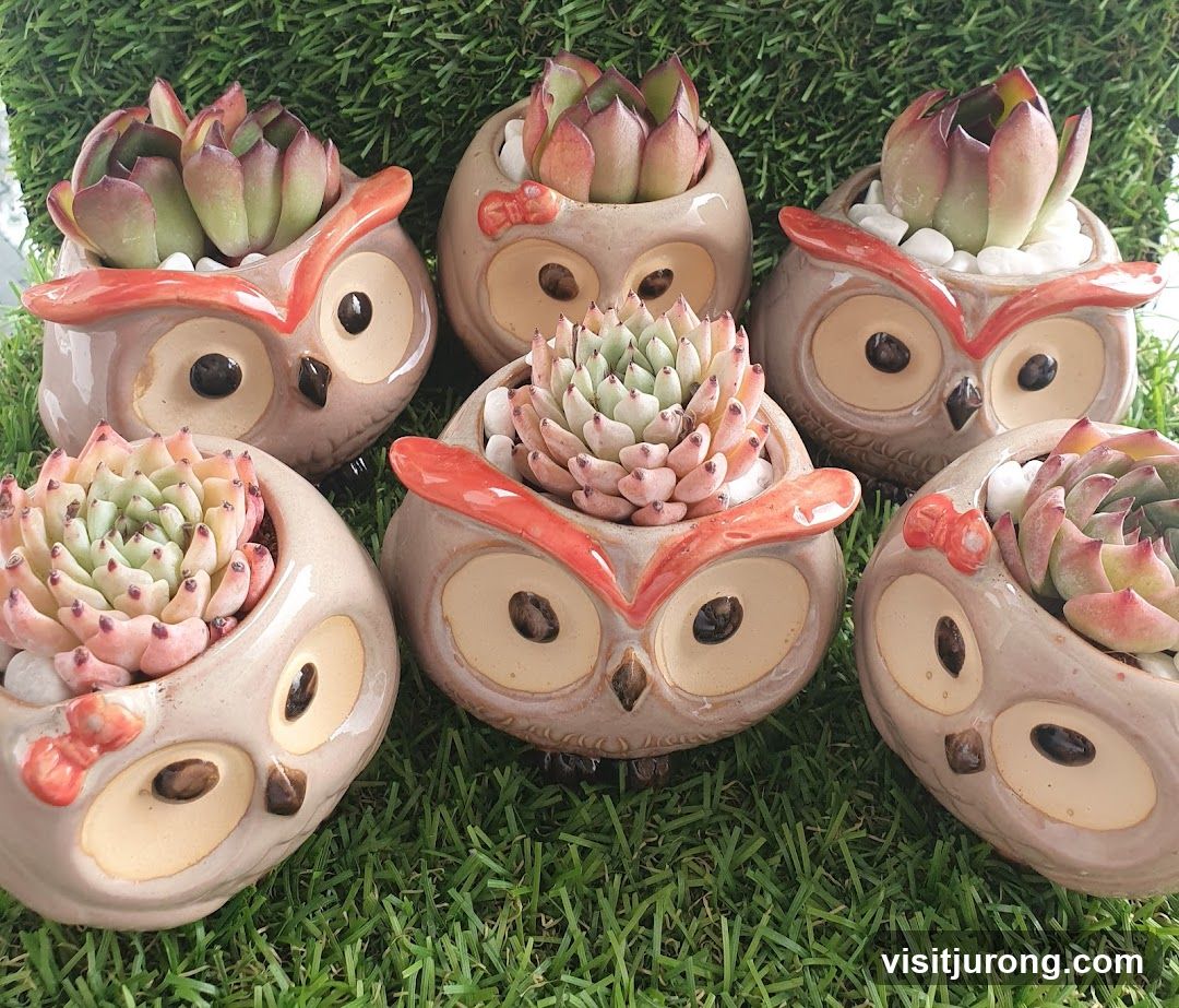 Owl-shaped succulent planters