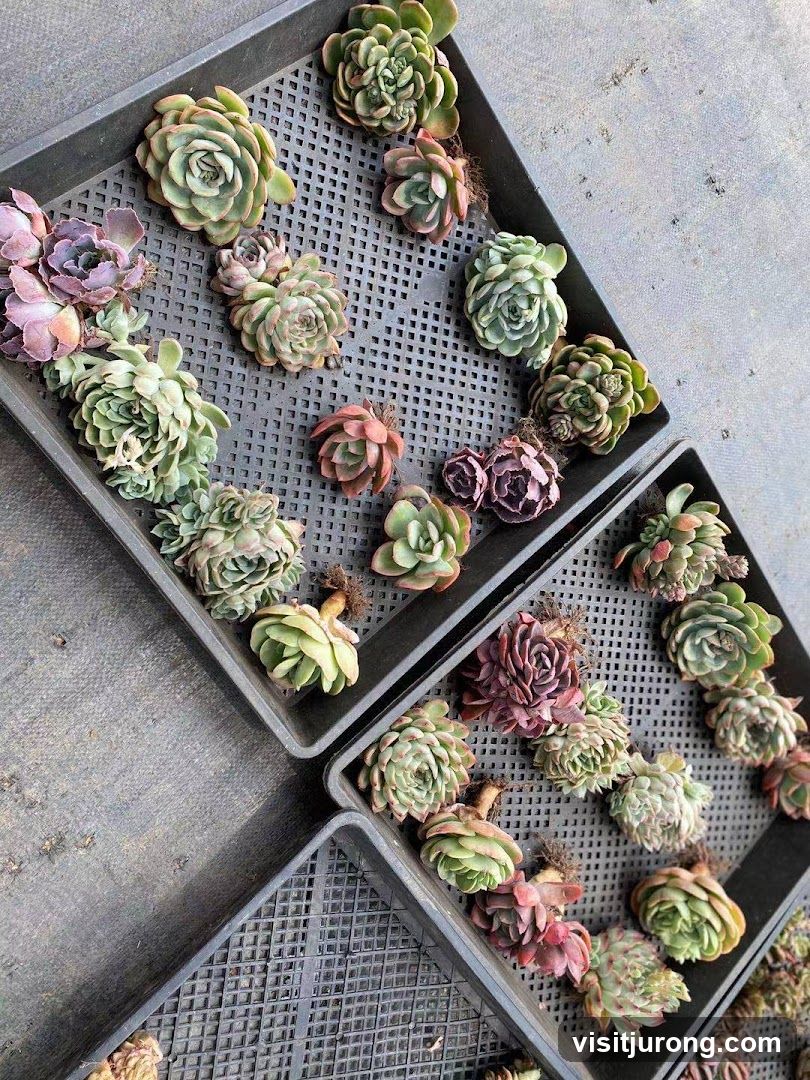 Succulent Plants