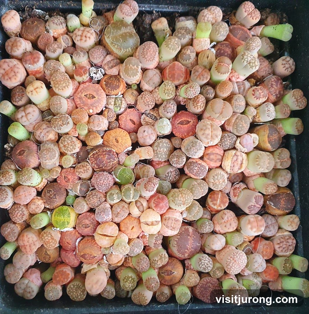 Lithops Plants