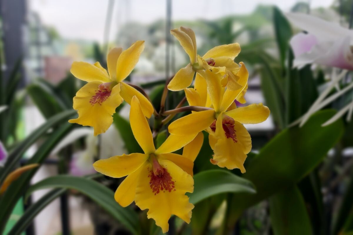 Jurong Lake Gardens: What's On in July–August 2026